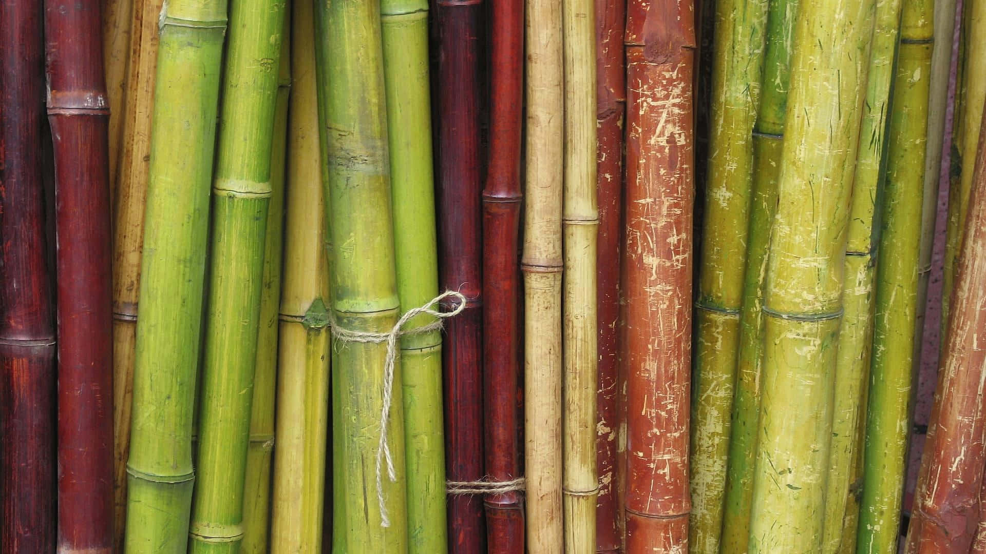 多彩竹幹桌面壁紙 壁紙 — 色彩繽紛的竹莖（綠色、紅色和米色）用麻繩捆綁的特寫。