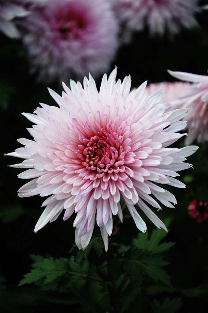 多彩菊花帶來笑容 壁紙 — 一朵精緻的粉白色菊花，花瓣層層疊疊，背景為深色模糊。