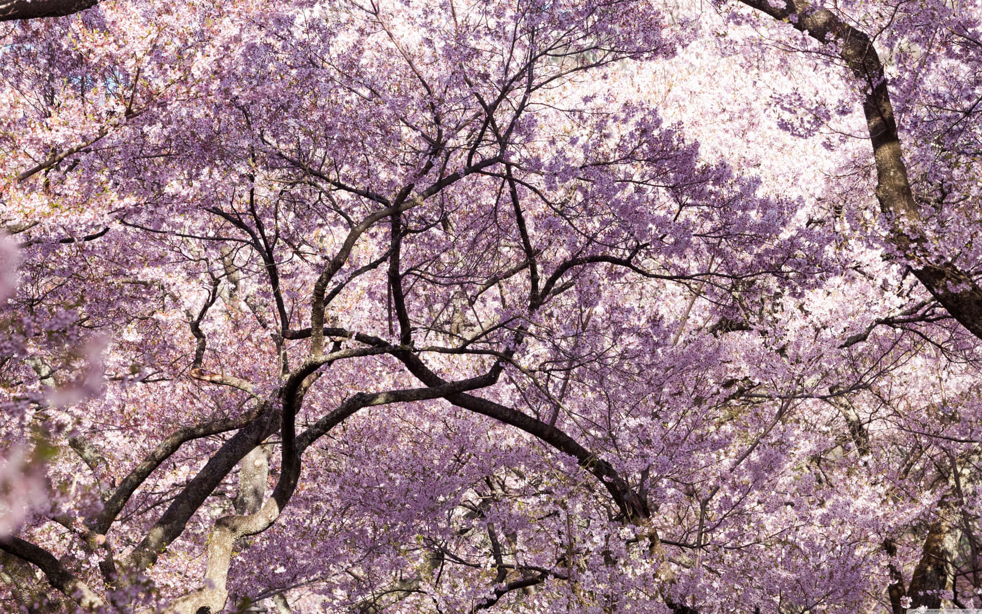 粉紅色櫻花樹冠，深色樹枝，柔和天空