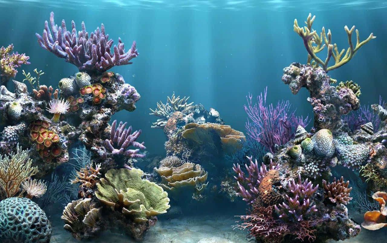 多樣珊瑚礁魚缸背景 壁紙 — 充滿活力的珊瑚礁，充滿色彩繽紛的海洋生物，沐浴在穿透碧綠海面的陽光中。