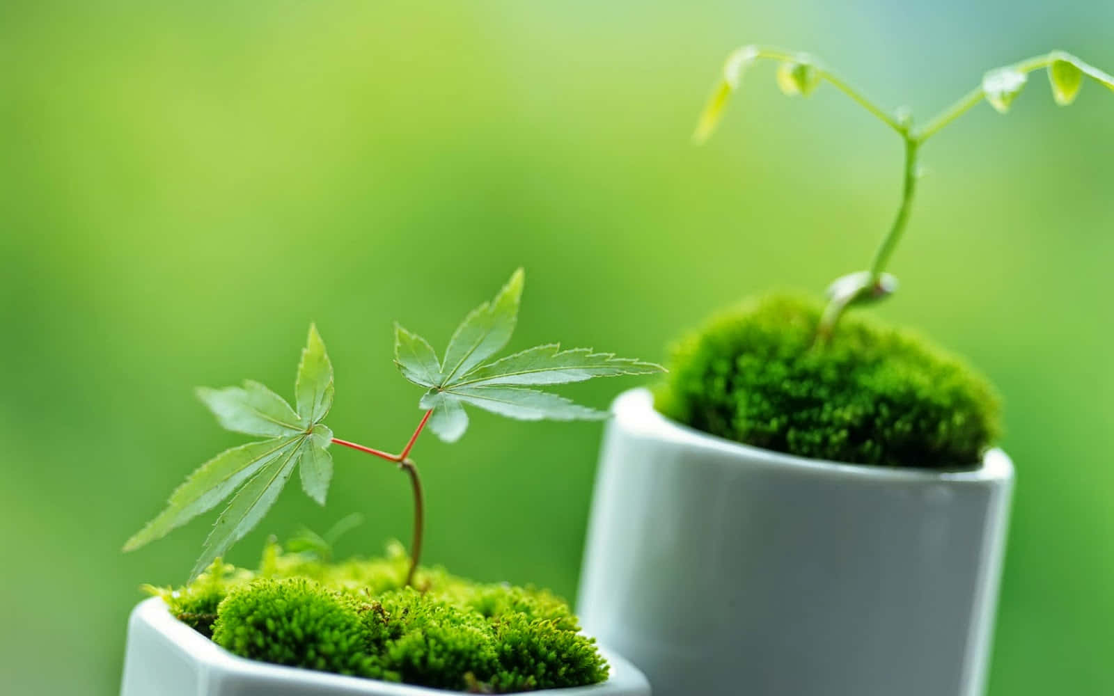 多樣迷人色彩的精緻陶器 壁紙 — 兩個白色花盆盛載著充滿活力的綠色苔蘚和嬌嫩的幼苗，背景是柔和模糊的綠色。