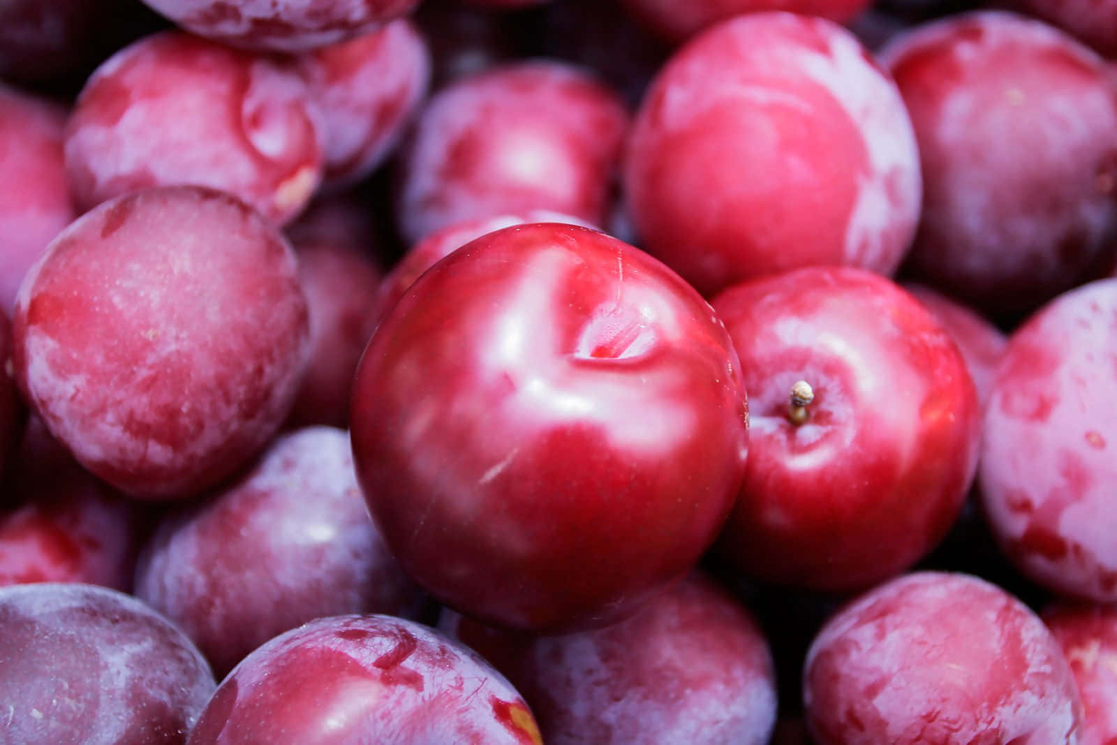 Red Plum 桌布 壁紙 — 多汁光澤的紅色李子特寫，帶有粉狀果霜和露珠般的高光。