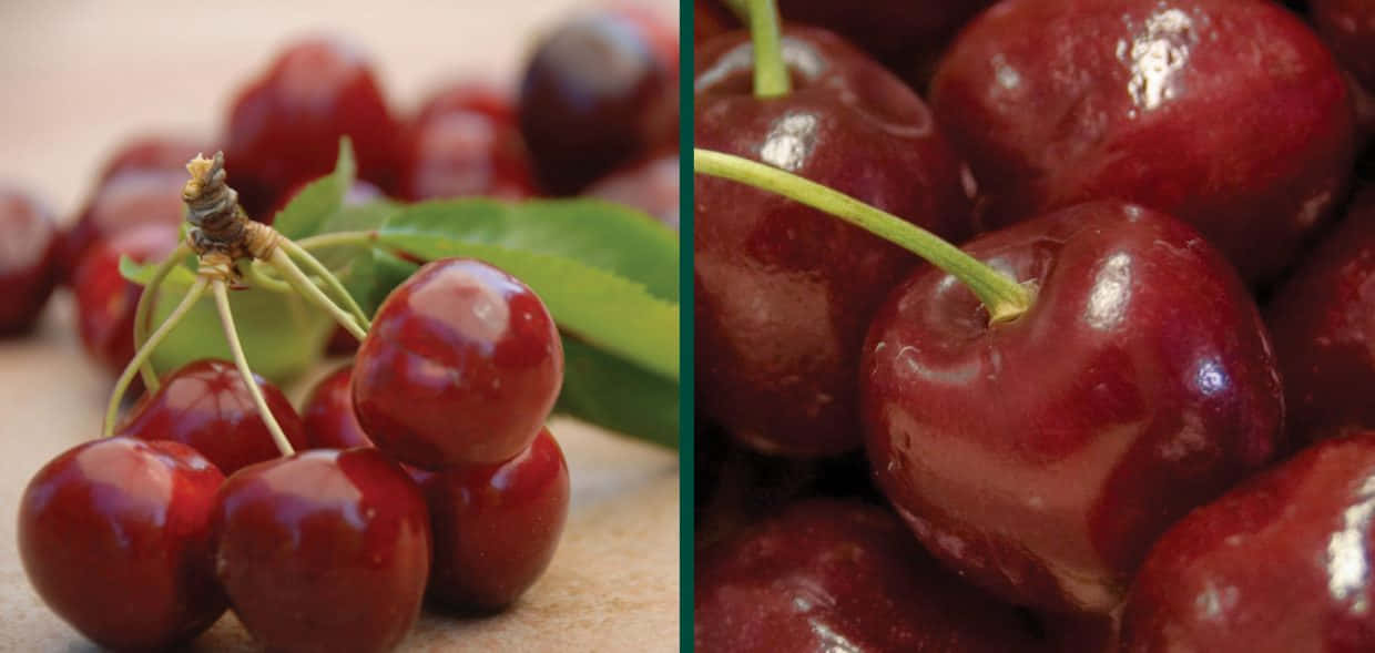 Red Cherries 桌布 壁紙 — 多汁成熟的車厘子在木質表面上閃爍著露水般的光澤，旁邊襯有新鮮綠葉。