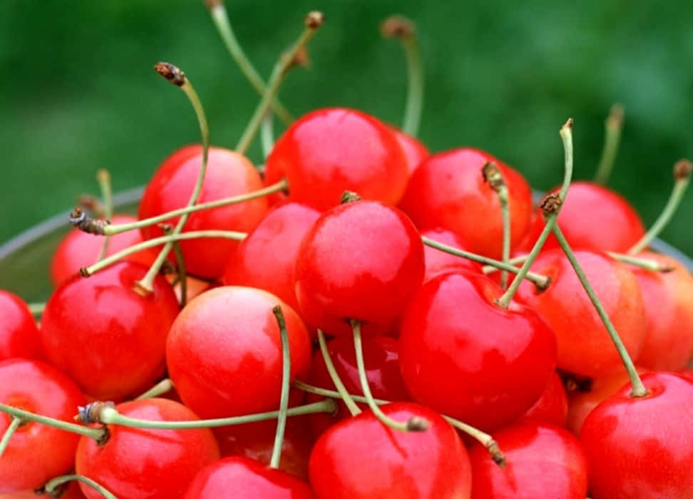 Winter Fruits 桌布 壁紙 — 多汁成熟的車厘子連綠色莖部堆疊在玻璃碗中，背景是模糊的綠色。