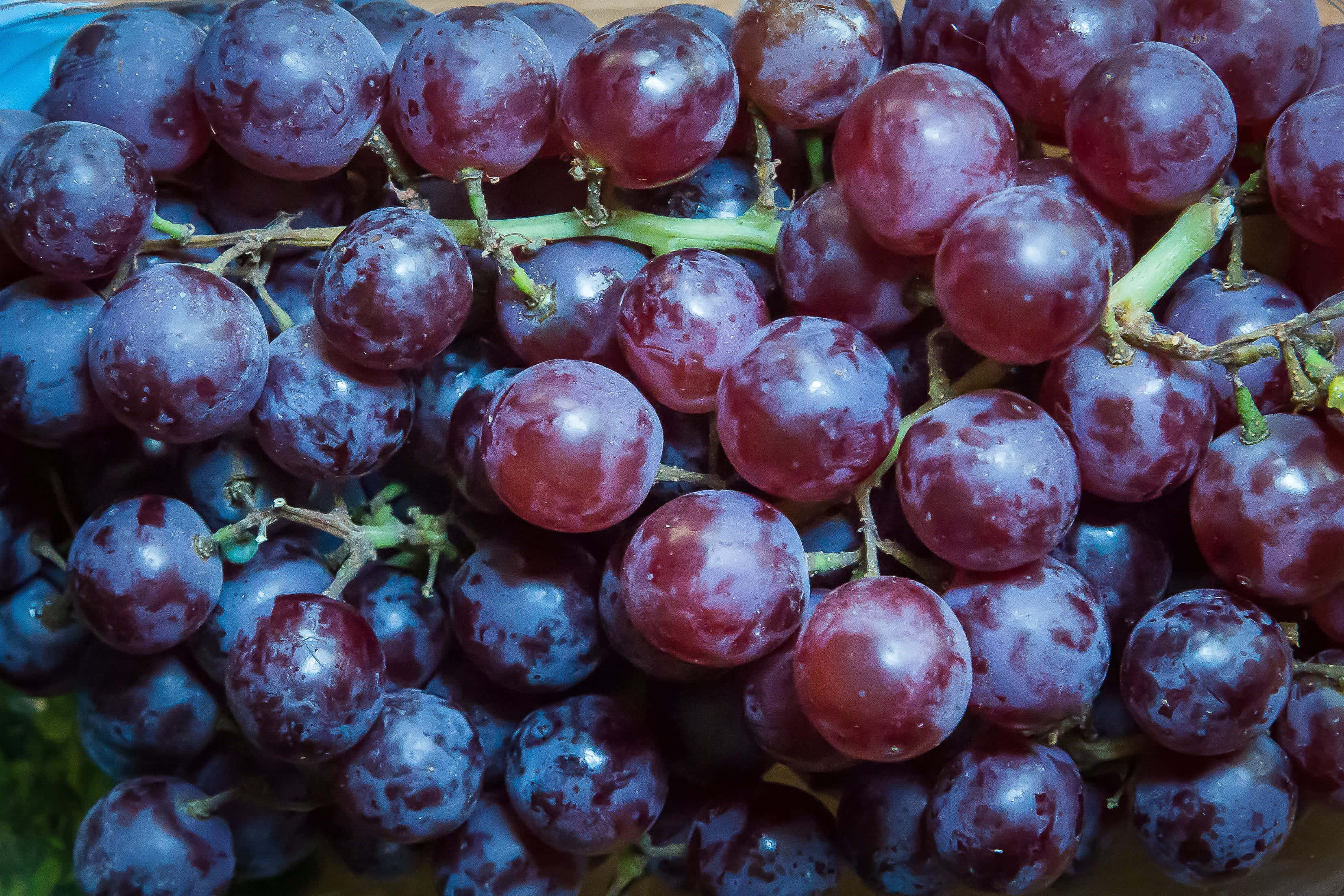Purple Grapes 桌布 壁紙 — 多汁的深紫色葡萄在特寫鏡頭中，莖上閃爍著露珠。