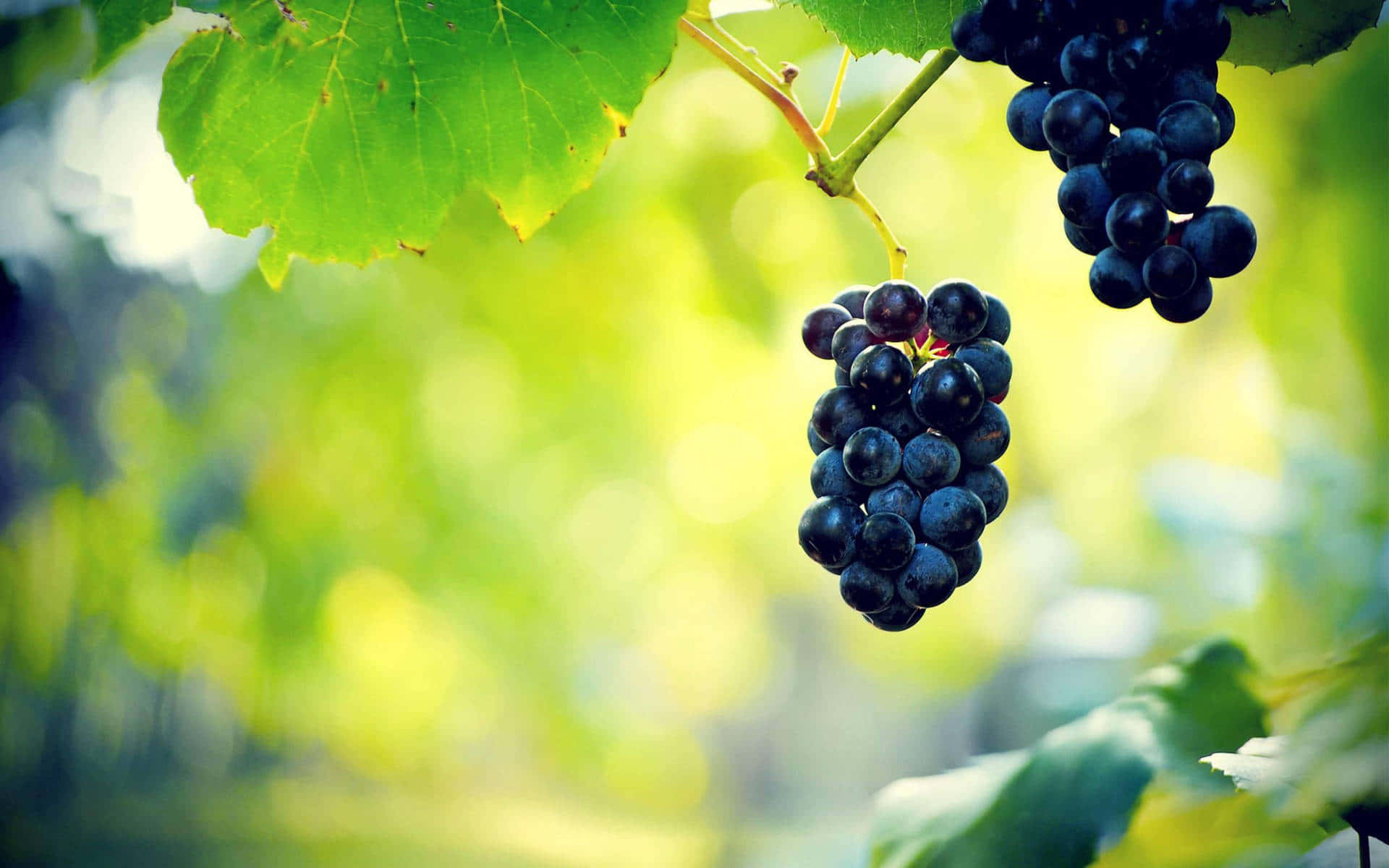 Grapes 桌布 壁紙 — 多汁的深紫色葡萄掛在藤蔓上，帶有充滿活力的綠葉，背景是陽光普照的模糊花園。