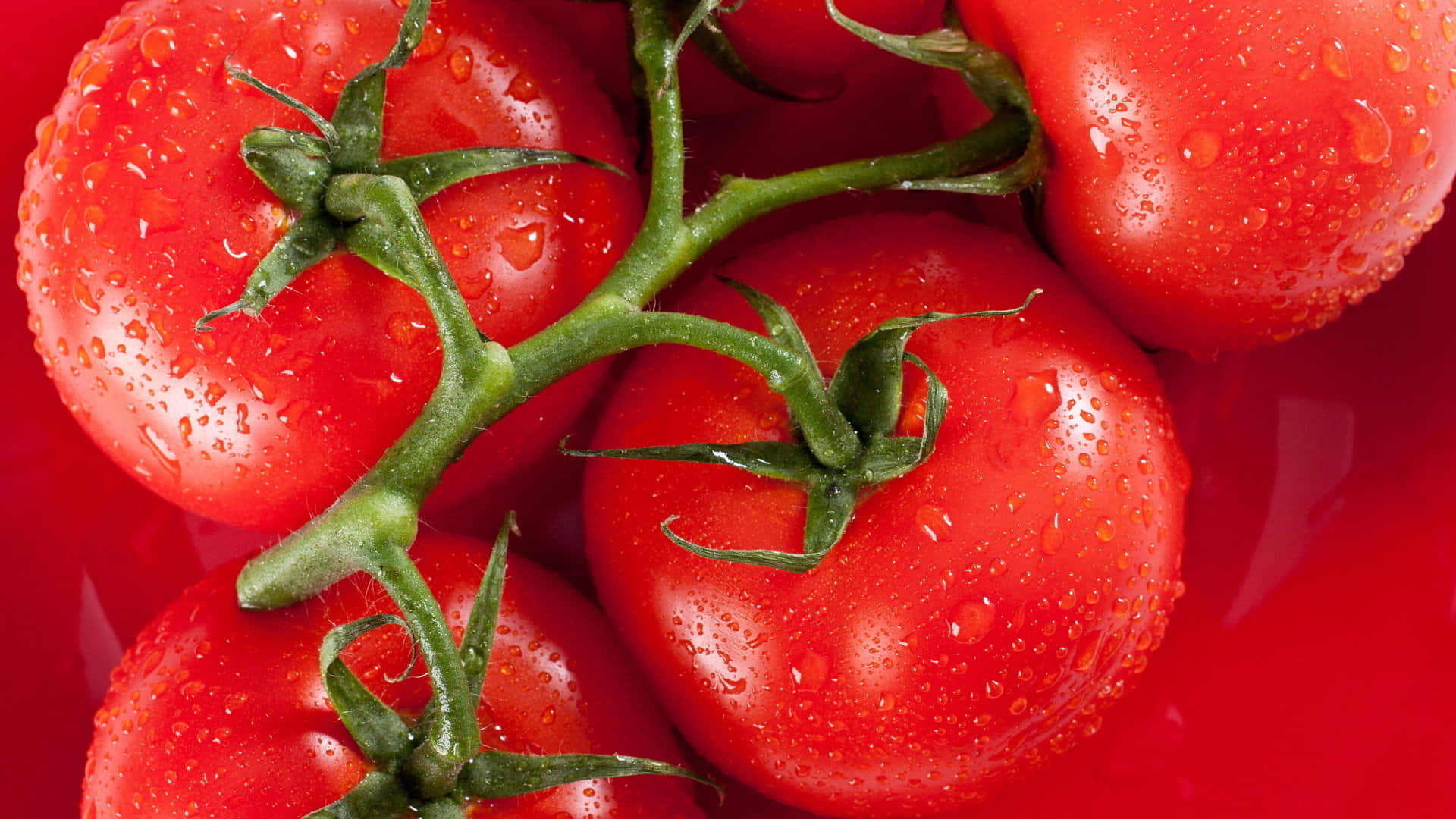 tomato 桌布 壁紙 — 多汁的紅色番茄在綠色莖上閃爍著水滴，襯托著鮮豔的紅色背景。