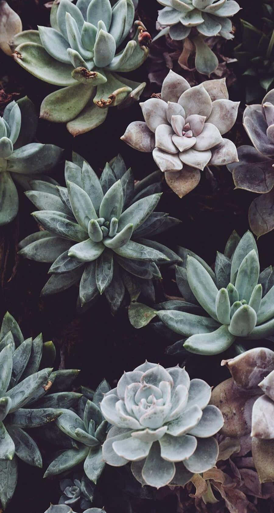 Vintage Aesthetic Plant 桌布 壁紙 — 多種多肉植物的特寫，帶有柔和綠色和灰色色調，背景為深色。