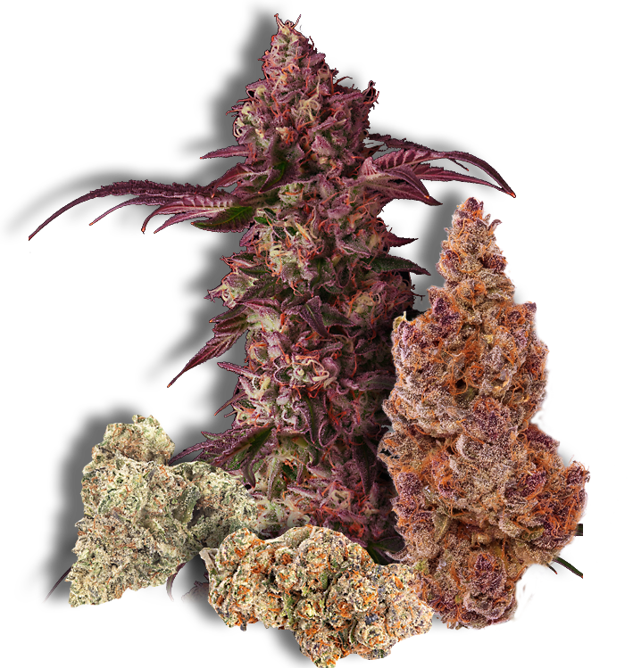 多種大麻花苞 壁紙 — 特寫鏡頭，鮮豔的紫色和橙色大麻花蕾，帶有霜狀毛狀體，背景為深色。