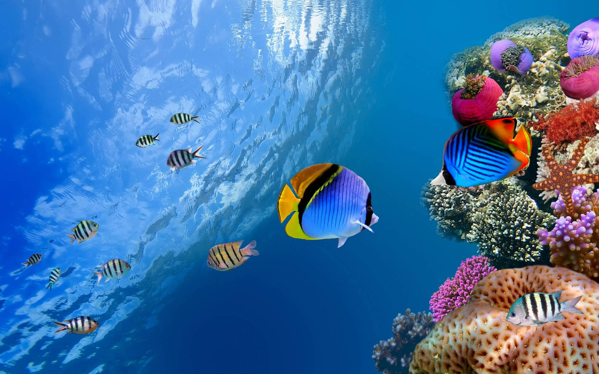 色彩繽紛的熱帶魚在明亮的海面下靠近珊瑚礁游動。