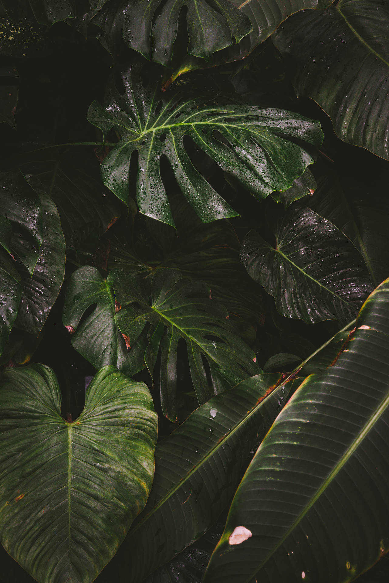 深綠色陰影中潮濕熱帶葉片的特寫