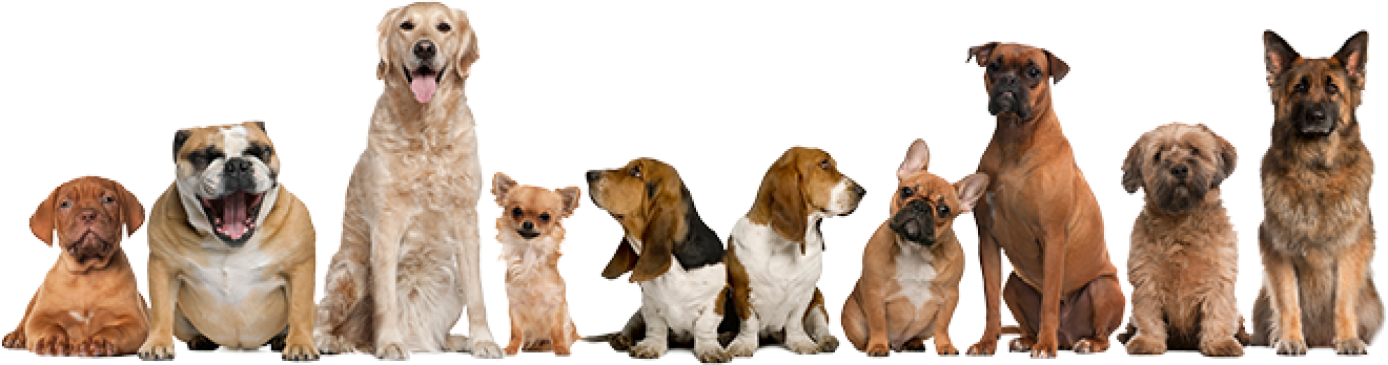 多種犬種排列 壁紙 — 一排不同品種的狗坐在純黑色背景前擺姿勢。
