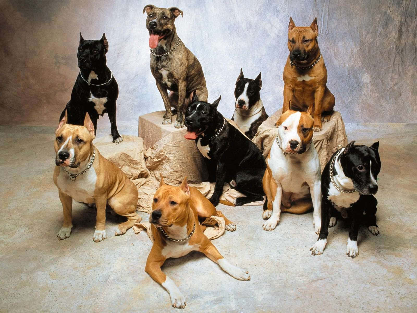 八隻比特犬在攝影棚內於布料和石塊上擺姿勢。