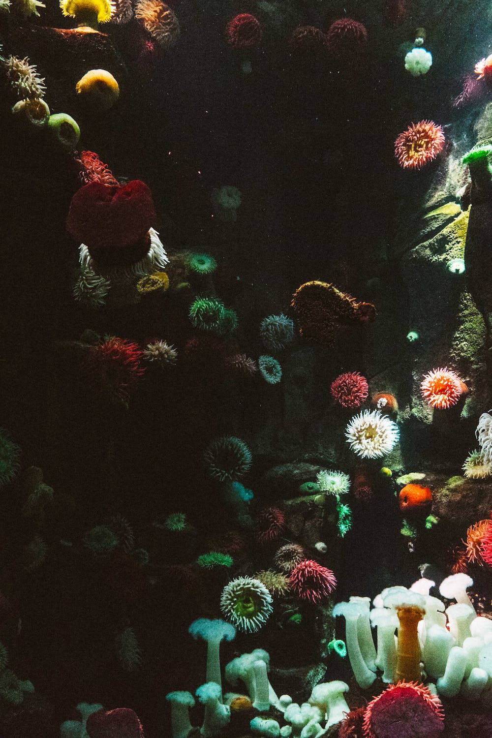 在黑暗的水下環境中發光的彩色海葵