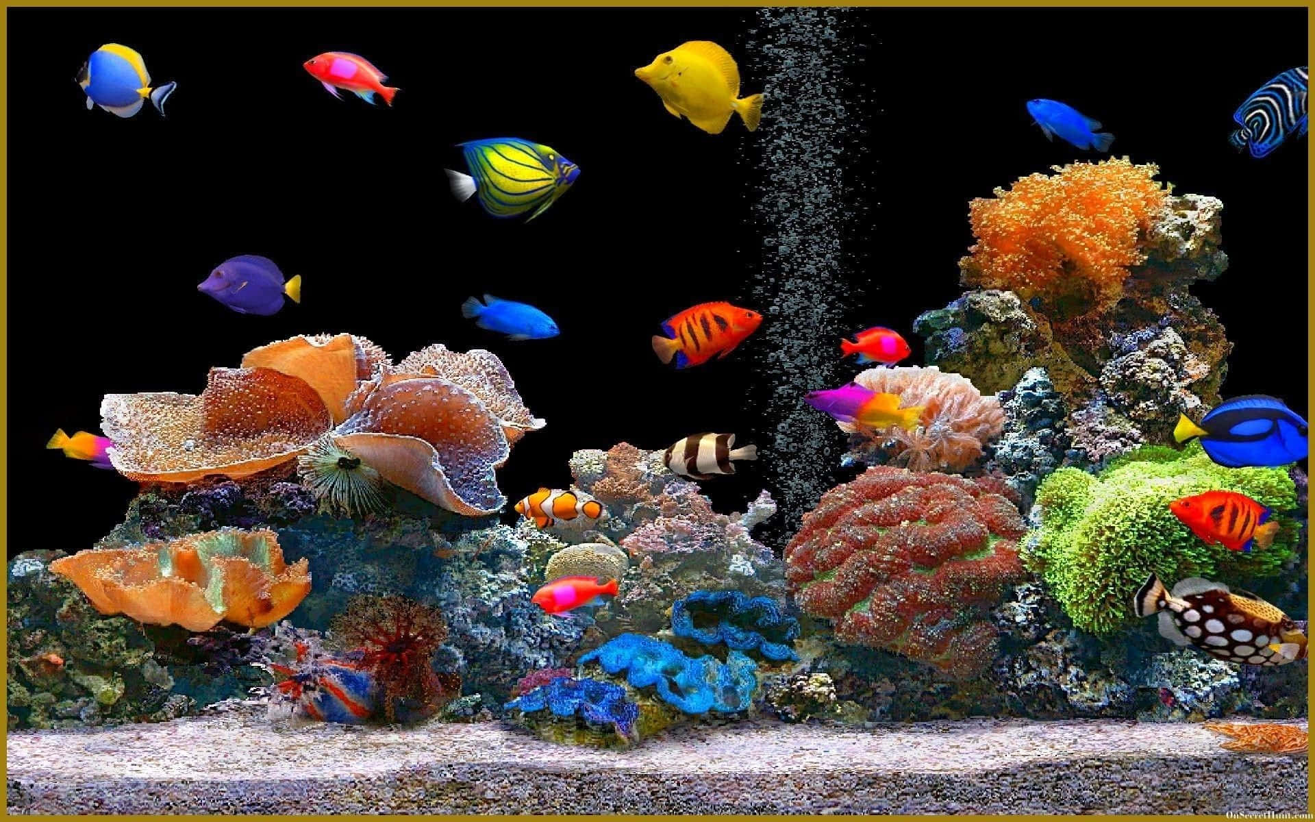色彩繽紛的熱帶魚和珊瑚，在光線充足、氣泡上升的水族箱中。 — 魚 壁紙