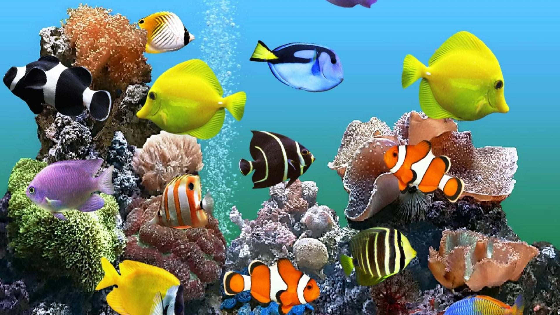 多種魚類共處魚缸背景 壁紙 — 色彩繽紛的熱帶魚在清澈的藍色海水中，於多彩的珊瑚礁之間游動，伴隨著上升的氣泡。