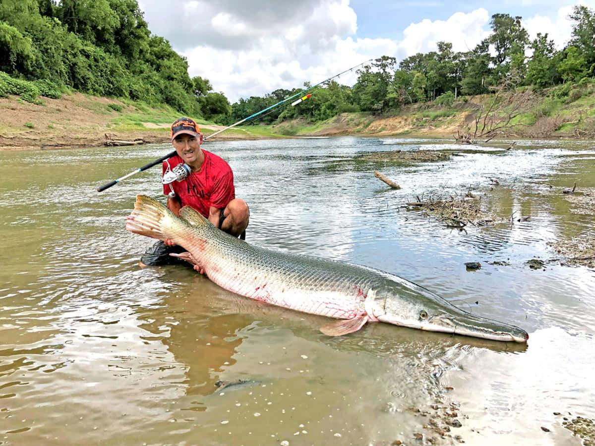 多種鱗鰭魚品種展示 壁紙 — 一名漁夫跪在淺河水中，自豪地抱著一條長有長吻和裝甲鱗片的巨大雀鱔。