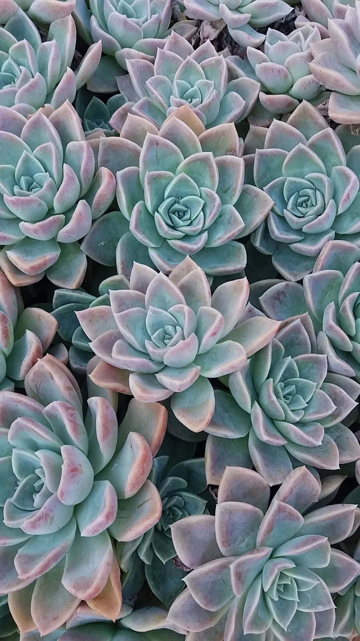 多肉植物iPhone盆裁組合 壁紙