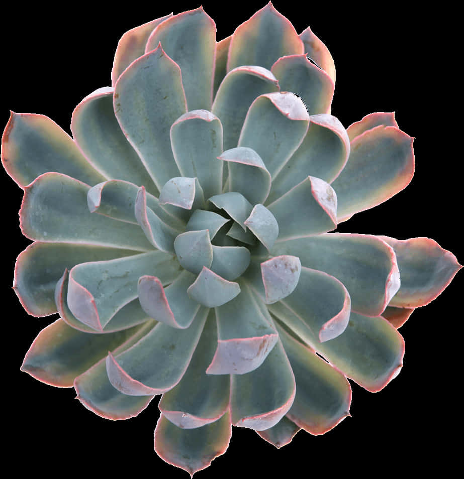 多肉植物對稱俯視圖 壁紙