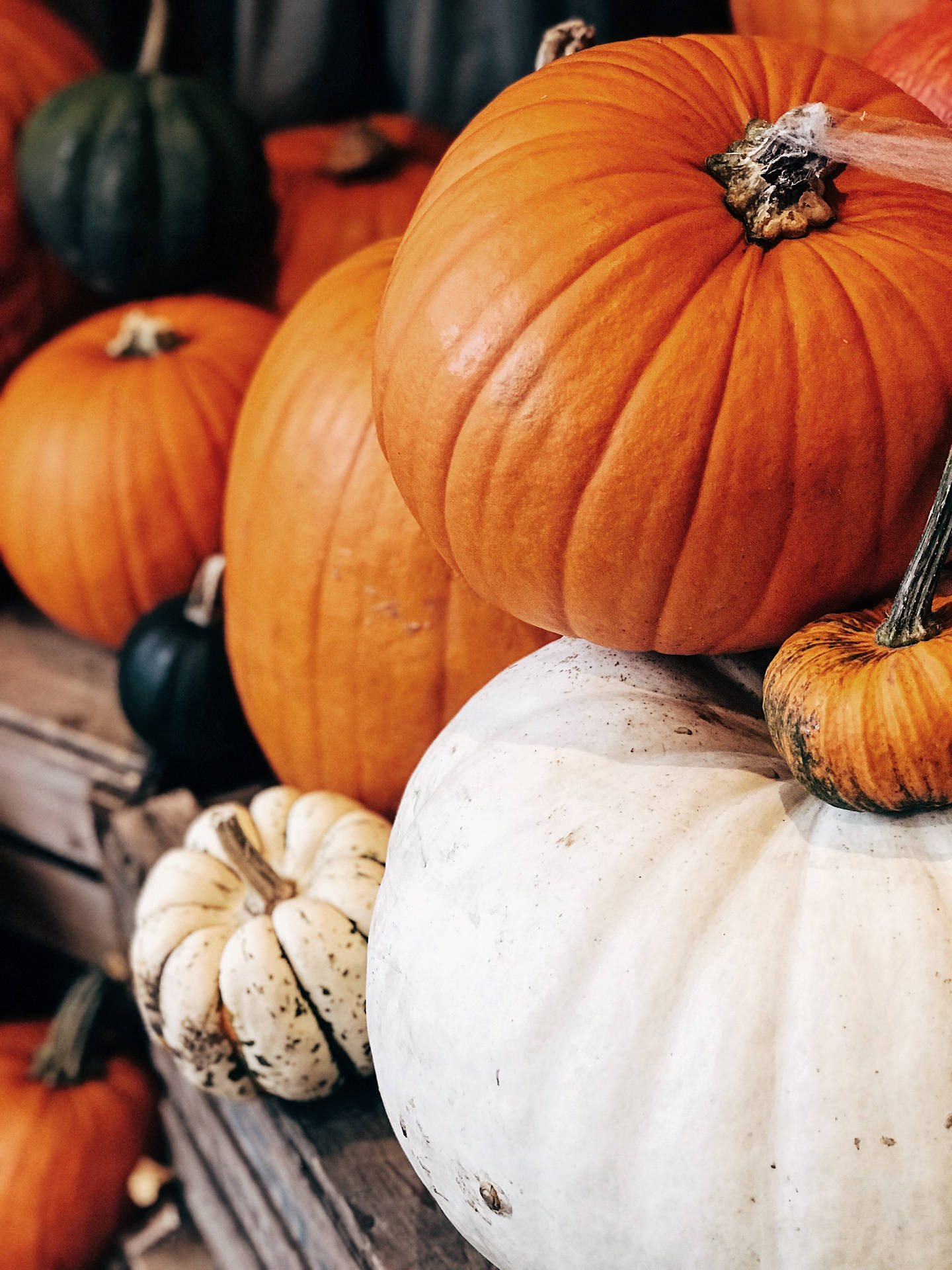 橙色、白色和綠色色調的各種南瓜在木箱上。