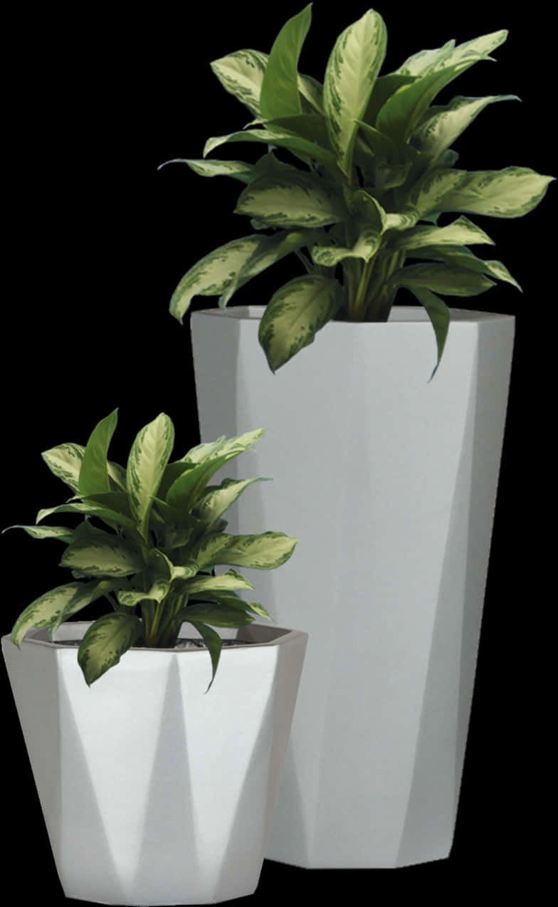 多色植物配現代花盆 壁紙
