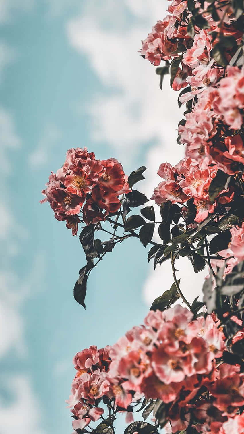 粉紅玫瑰與綠葉映襯藍天白雲。