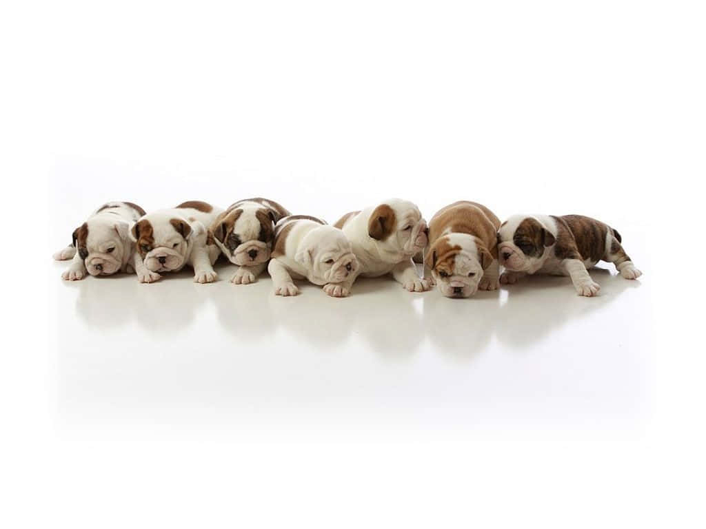 多隻小鬥牛犬幼犬的照片 壁紙 — 七隻可愛的鬥牛犬幼犬，帶有白色和棕色斑點，排成一排躺在反光的白色地板上。