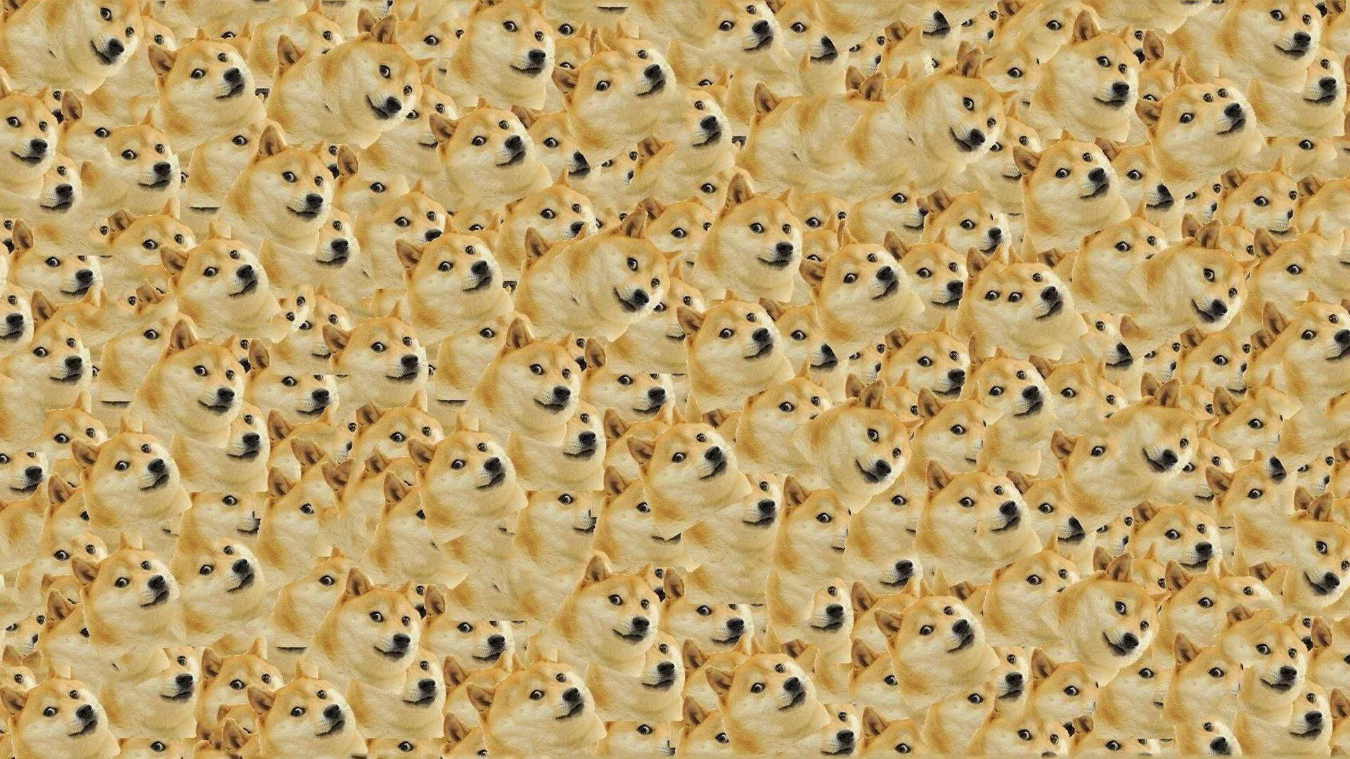 重複柴犬狗迷因臉孔的自鳴得意表情桌布。