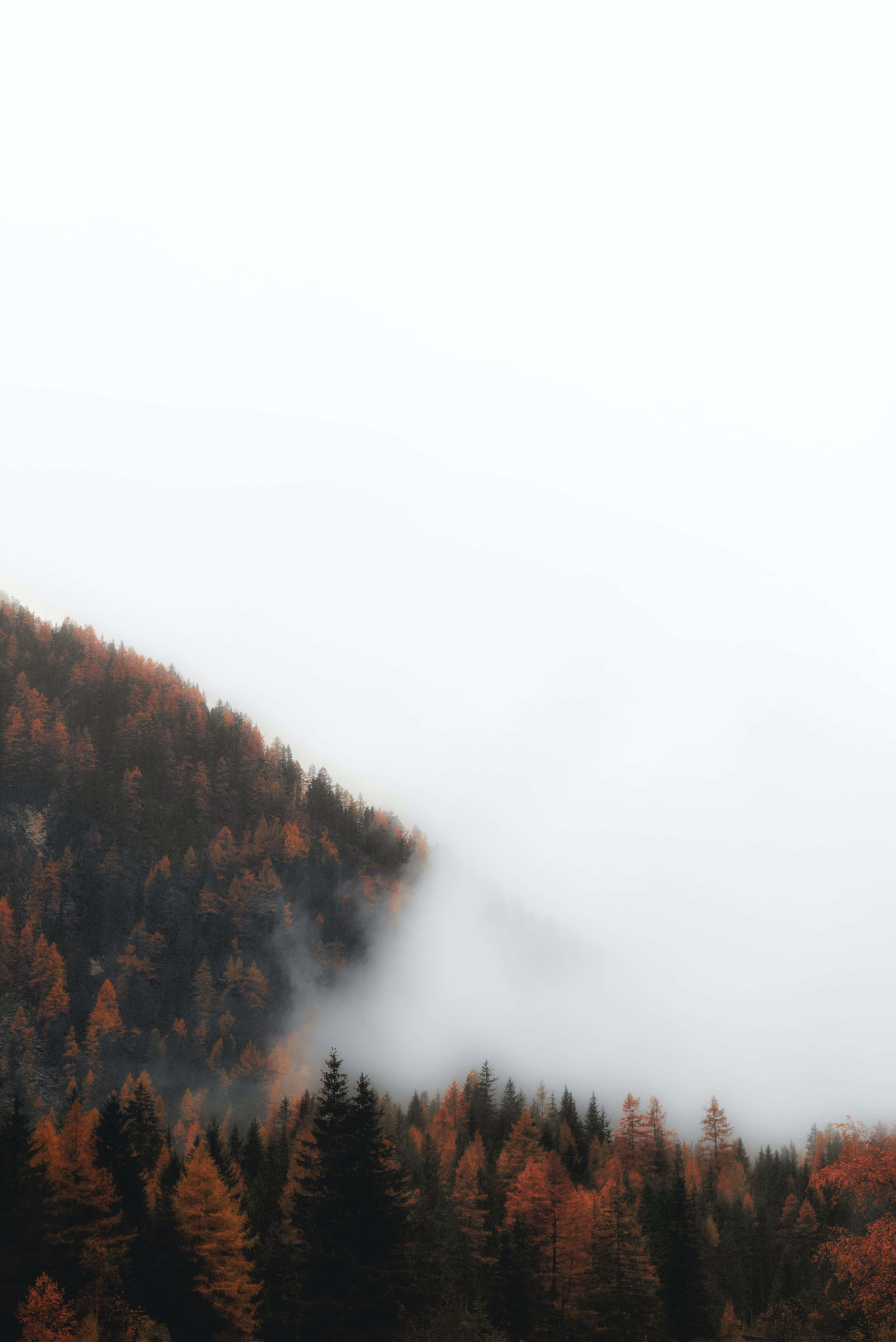 Fall Fog 桌布 壁紙 — 多雲天空下，霧氣瀰漫的山坡上覆蓋著橙色和綠色秋葉的樹木。