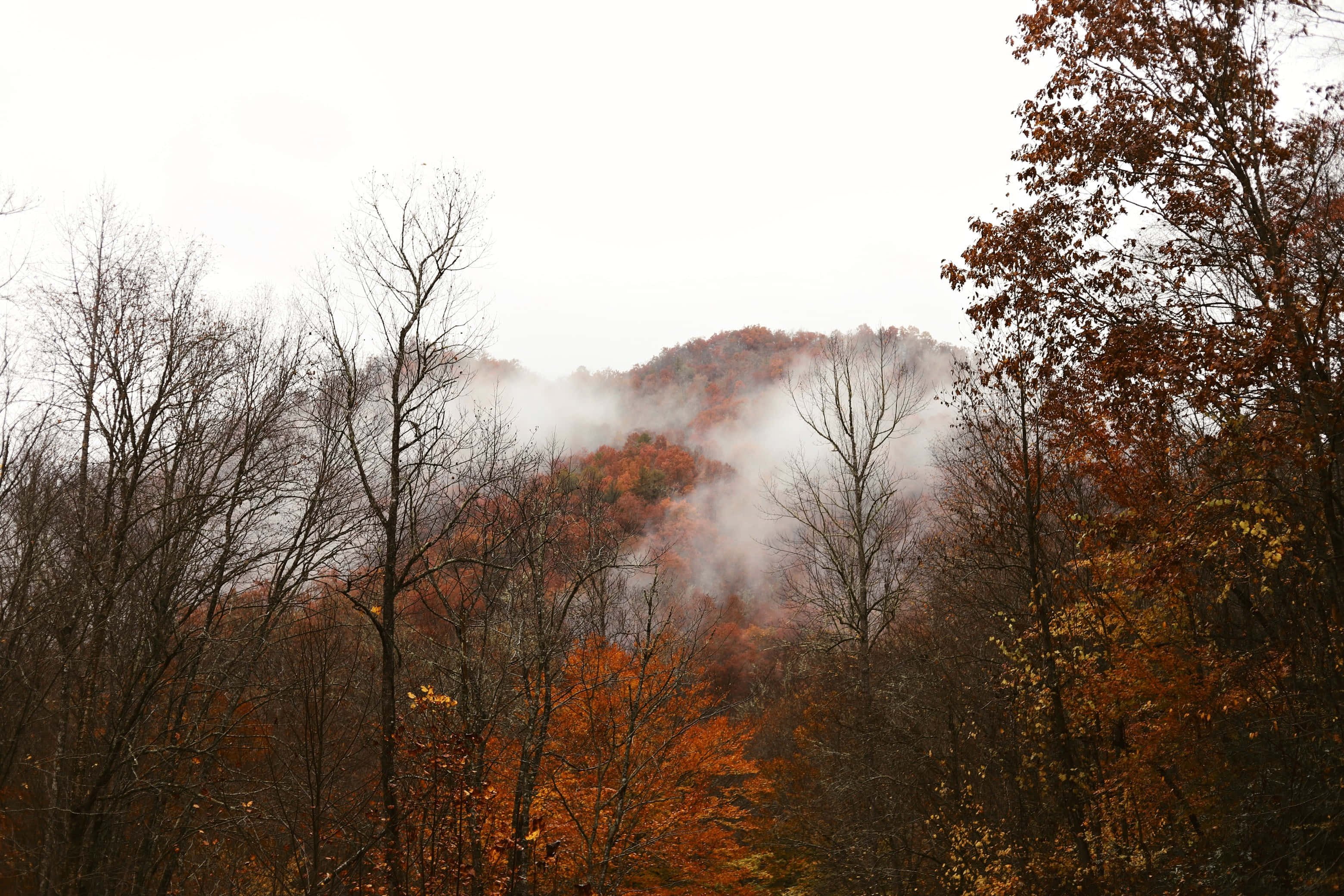 Fall Fog 桌布 壁紙 — 多霧的秋日森林，鮮豔的橙色樹葉依附在光禿的樹枝上，天空陰沉。