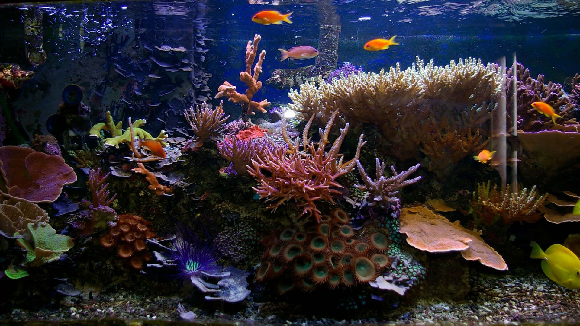 多魚悠遊魚缸背景 壁紙 — 充滿活力的珊瑚礁，色彩繽紛的魚群在藍色海水中游動，營造出生動的水族館場景。