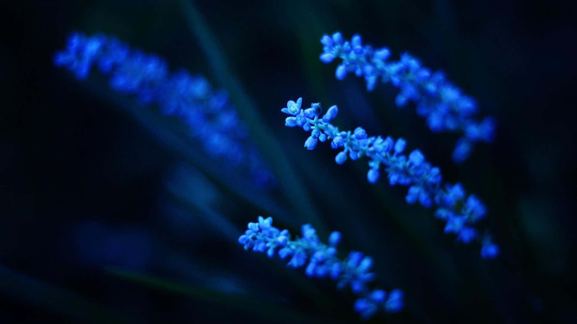 藍色花穗在黑暗中發光，背景柔和