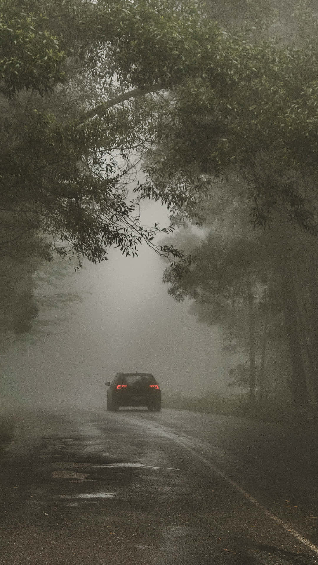 一輛汽車在潮濕的道路上行駛，穿過霧氣瀰漫的森林。