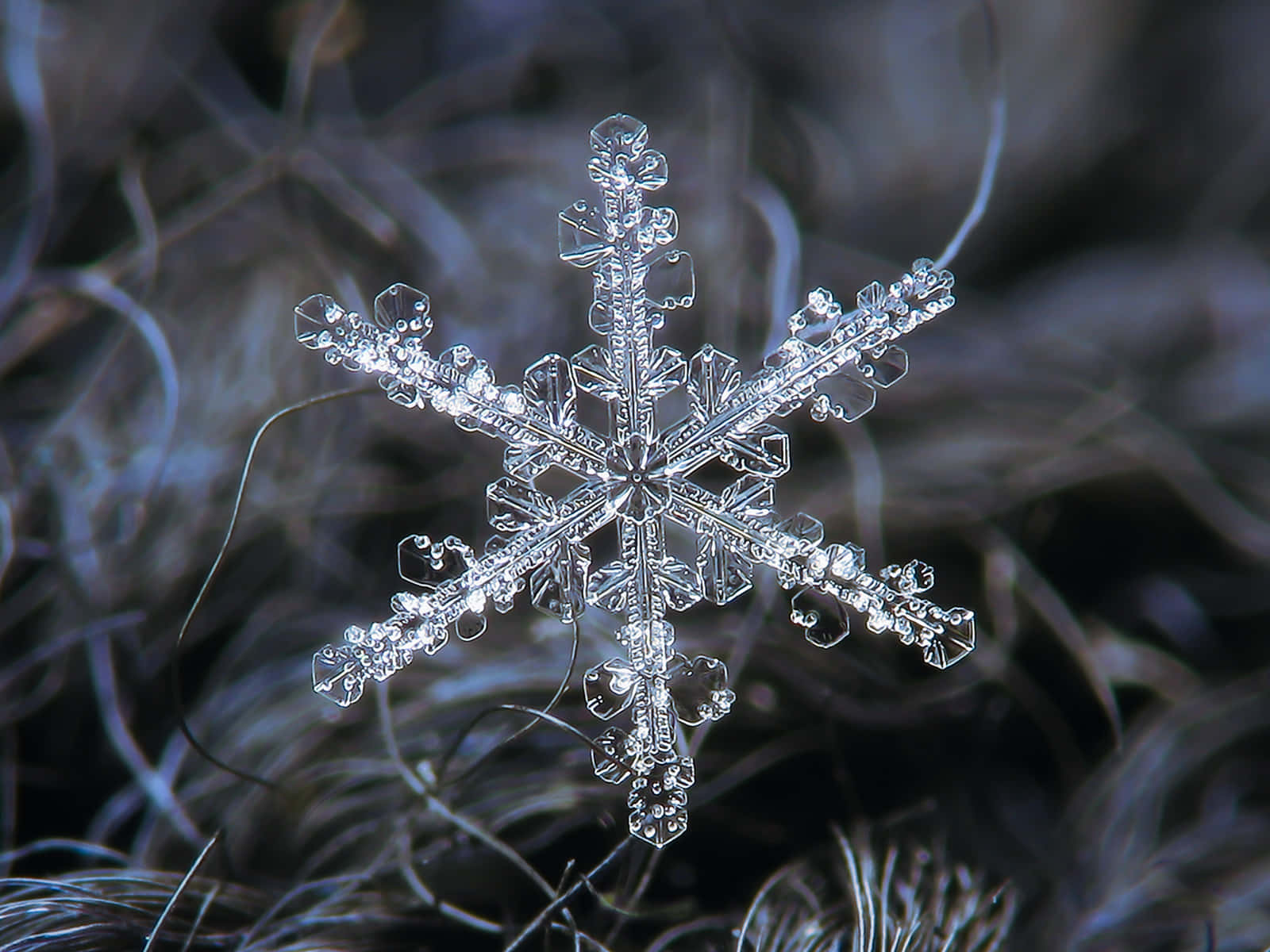 夜幕降臨，冰晶雪花飄落 壁紙 — 一片精緻複雜的雪花，帶有晶體狀的臂，輕輕地躺在深色纖維線上，背景是模糊的冬日景色。