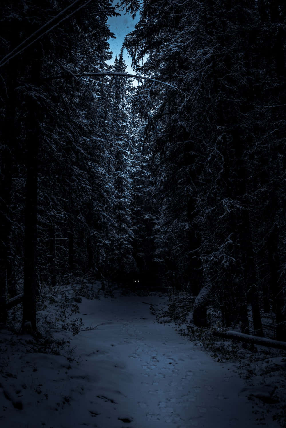 夜晚雪地森林小徑，遠處有發光的眼睛。