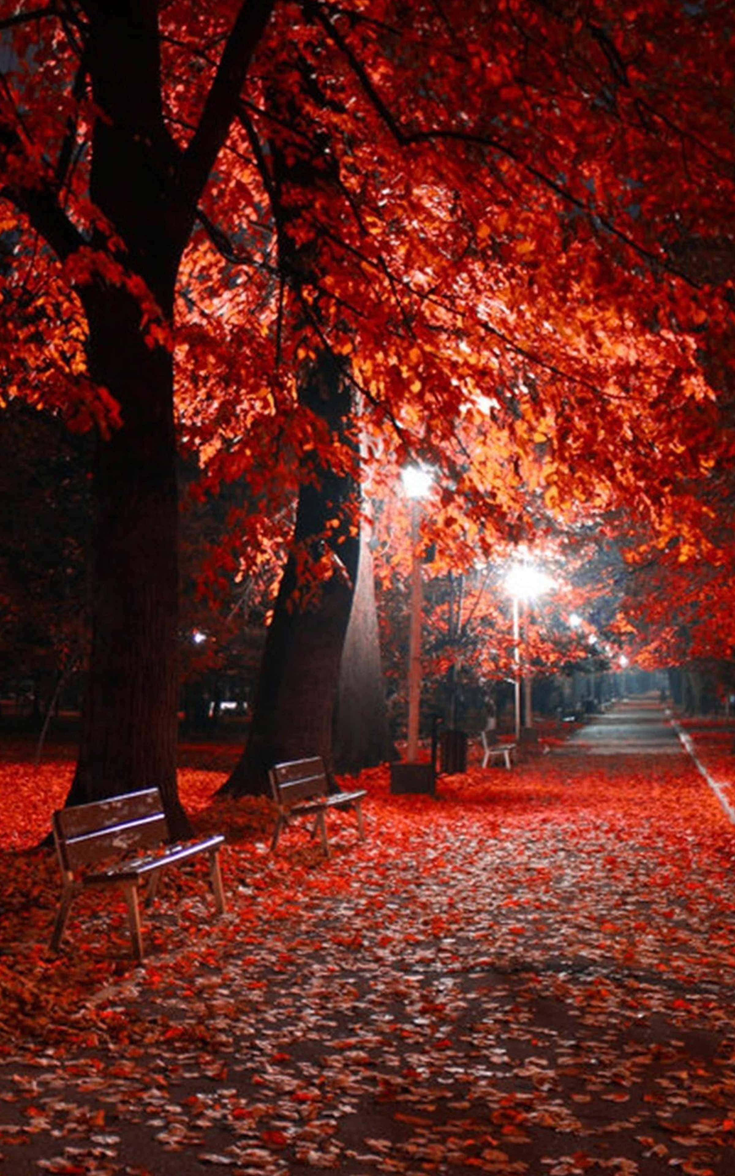 最佳秋天 桌布 壁紙 — 夜晚公園小徑在街燈下閃耀，鋪滿火紅的秋葉，高聳樹木下有長椅。
