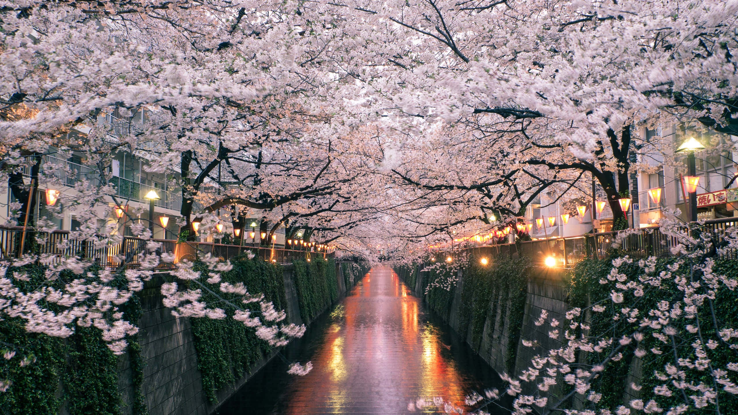 Cherry Blossom Tree 桌布 壁紙 — 夜晚寧靜的運河，兩旁盛開的櫻花，溫暖的燈籠光線映照在濕漉漉的水面上。
