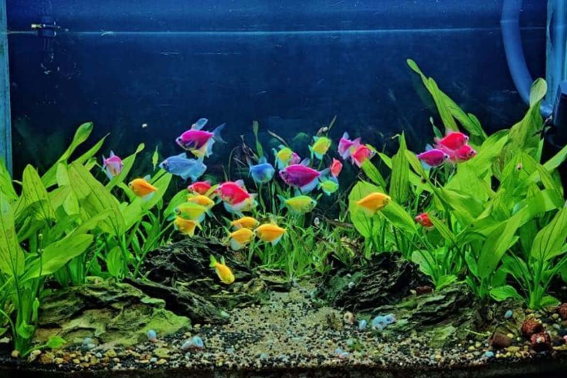 色彩繽紛的魚在裝飾過的水族箱中在綠色植物間游動。