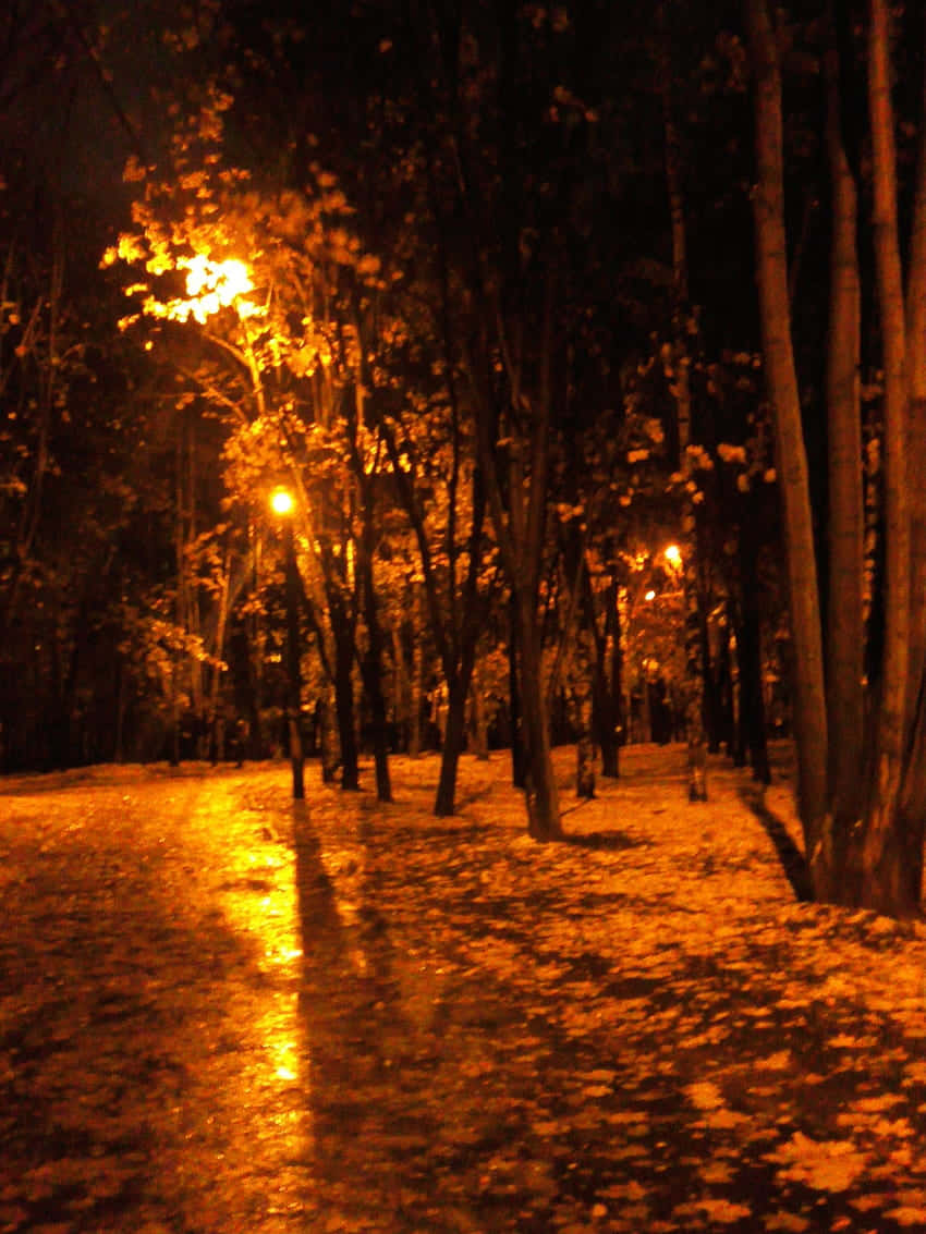 Autumn Evening 桌布 壁紙 — 夜晚潮濕的公園小徑在街燈下閃爍琥珀色光芒，映照在落下的秋葉上。