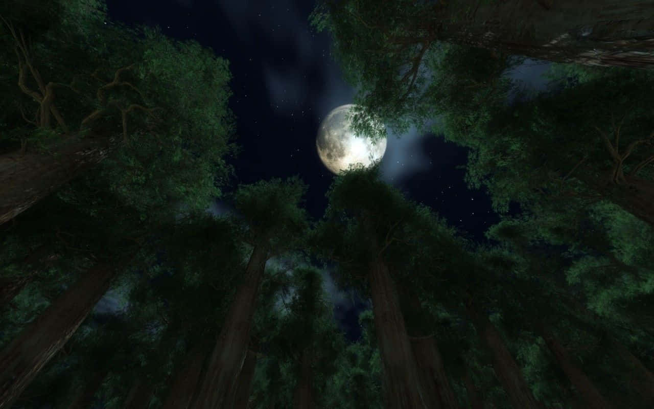 月亮與星星動畫 桌布 壁紙 — 夜晚透過高聳樹木的低角度視角，展現出明亮滿月在星空之上發光。