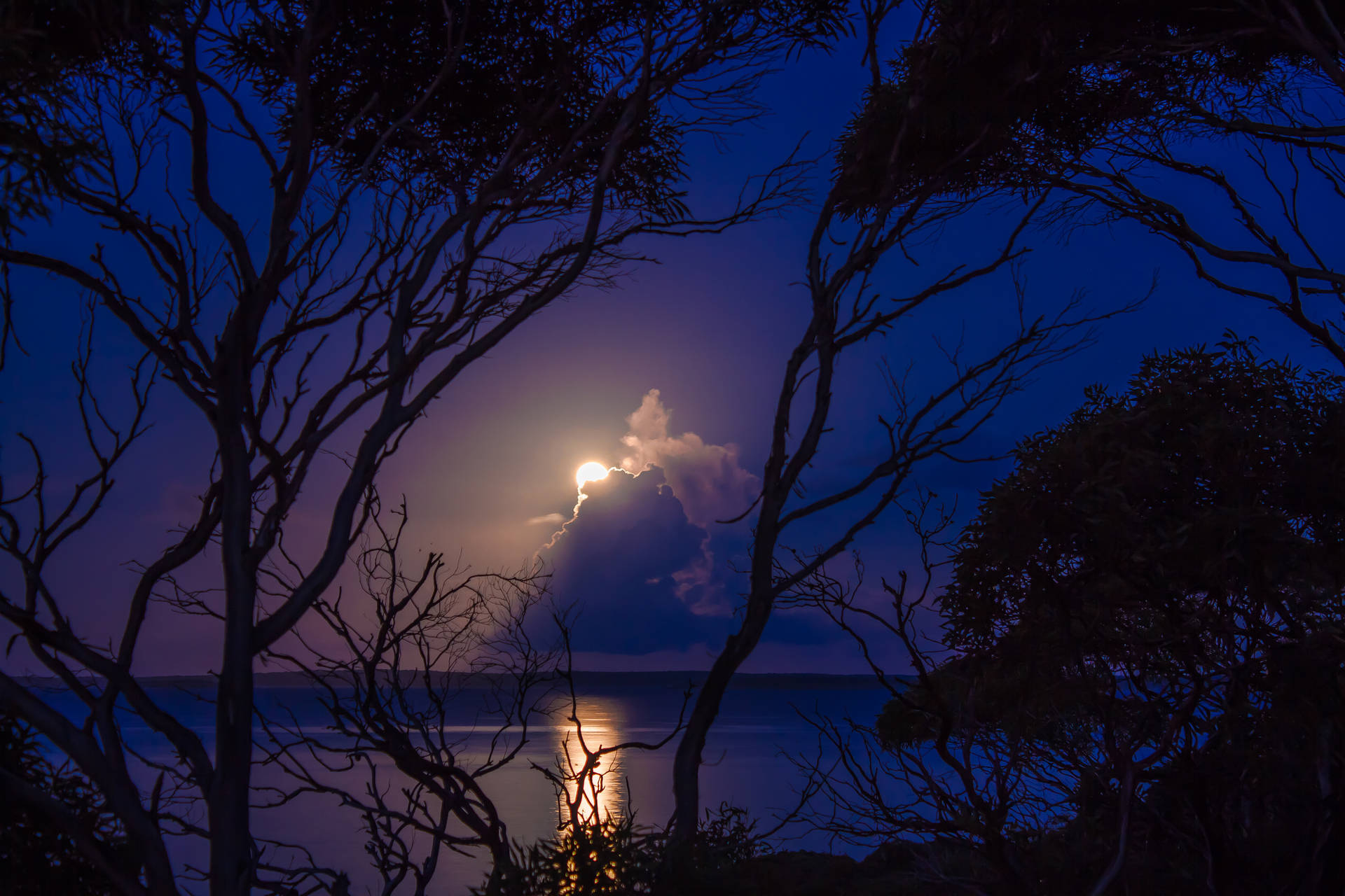 月光穿過光禿的樹枝，灑在夜晚平靜的海洋上。