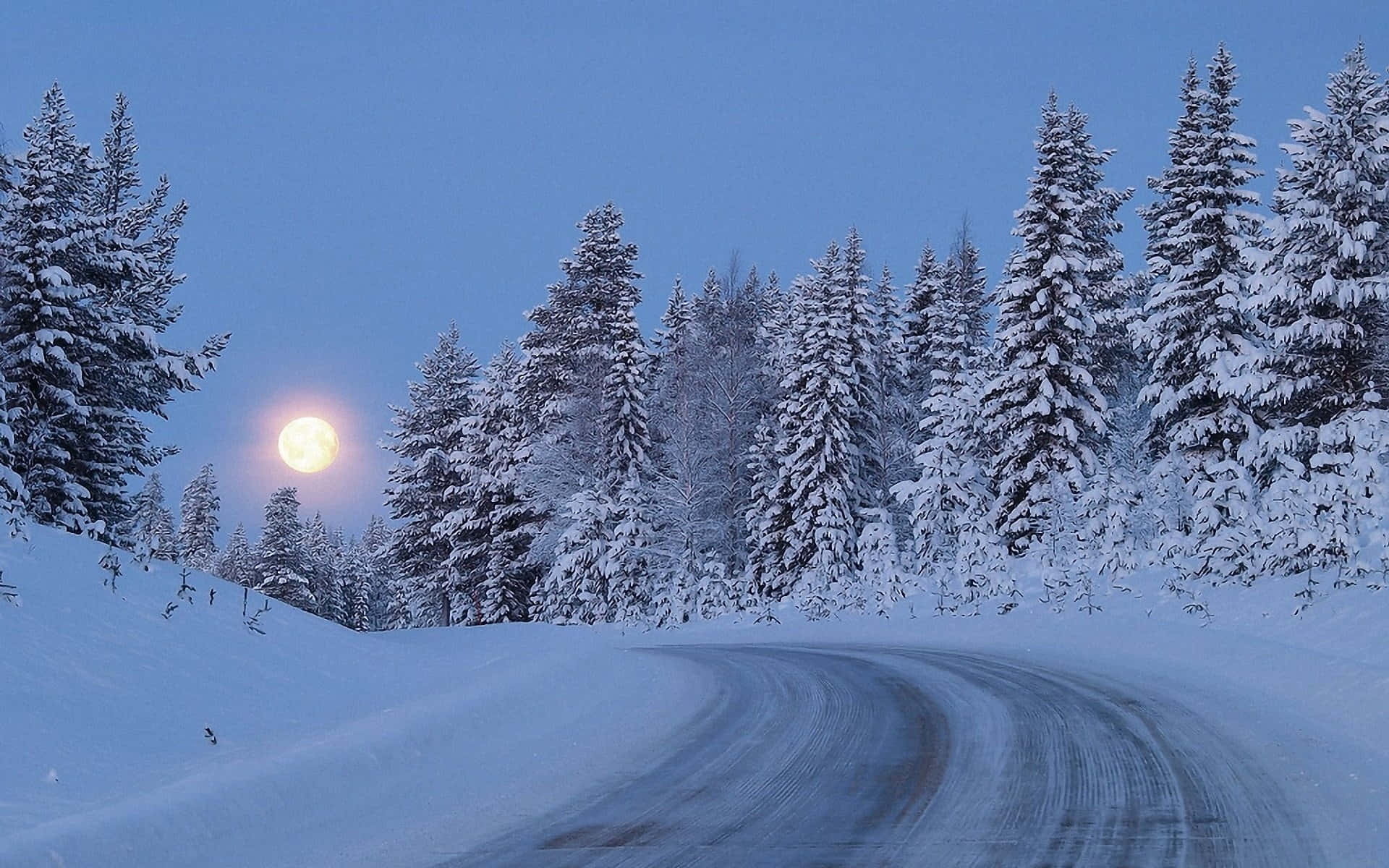 夜月寧靜圖像 壁紙 — 一條積雪的道路蜿蜒穿過茂密的雪松林，在明亮的滿月下。