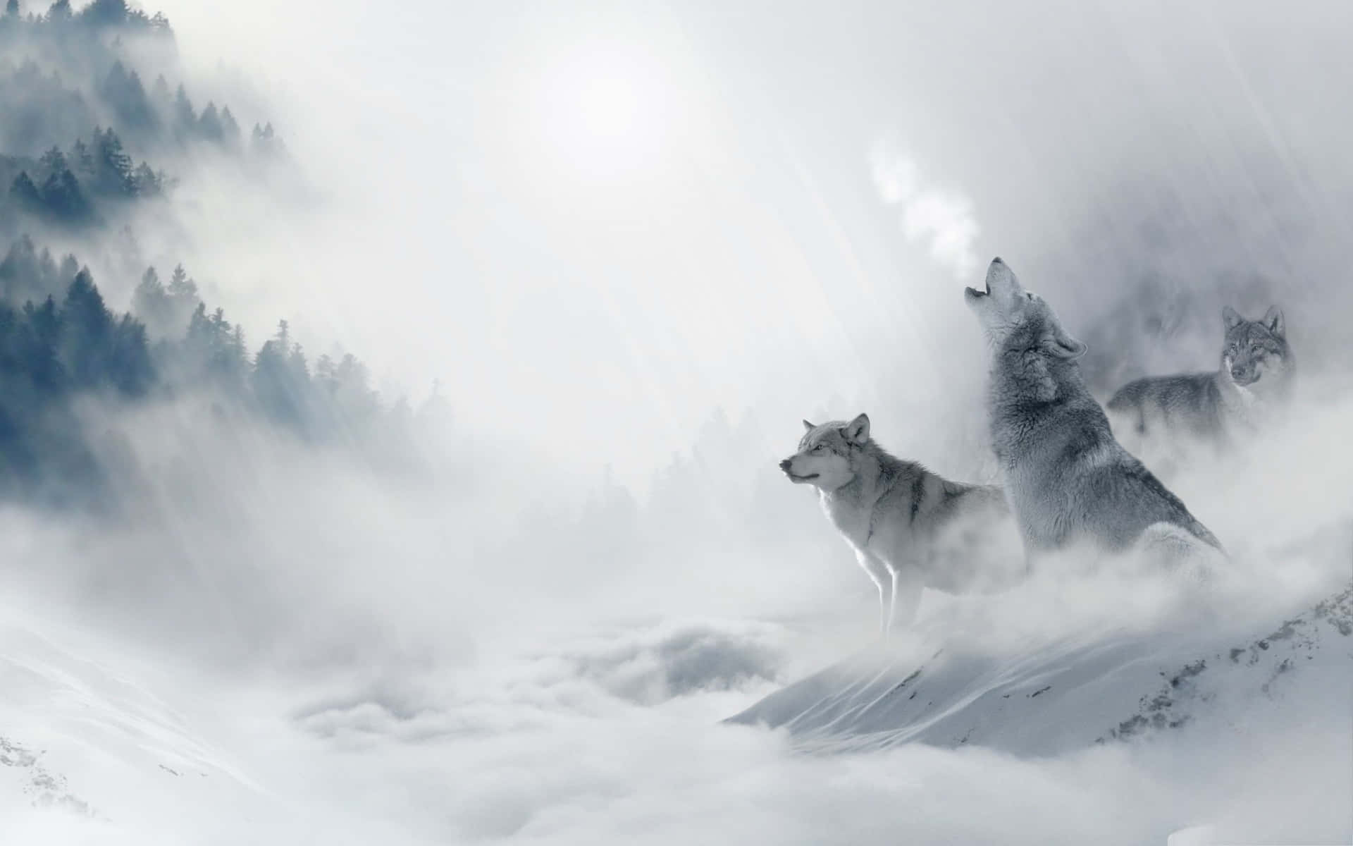 三隻狼在霧氣瀰漫的冬季森林中白雪覆蓋的山脊上。