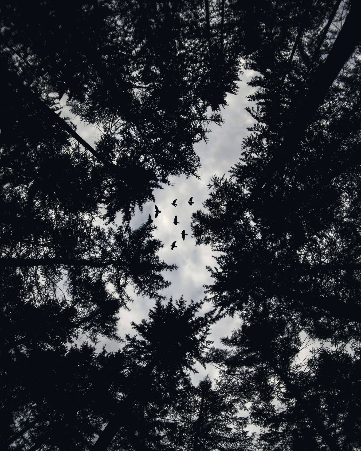鳥群以編隊飛過森林樹冠，背景是多雲的天空。