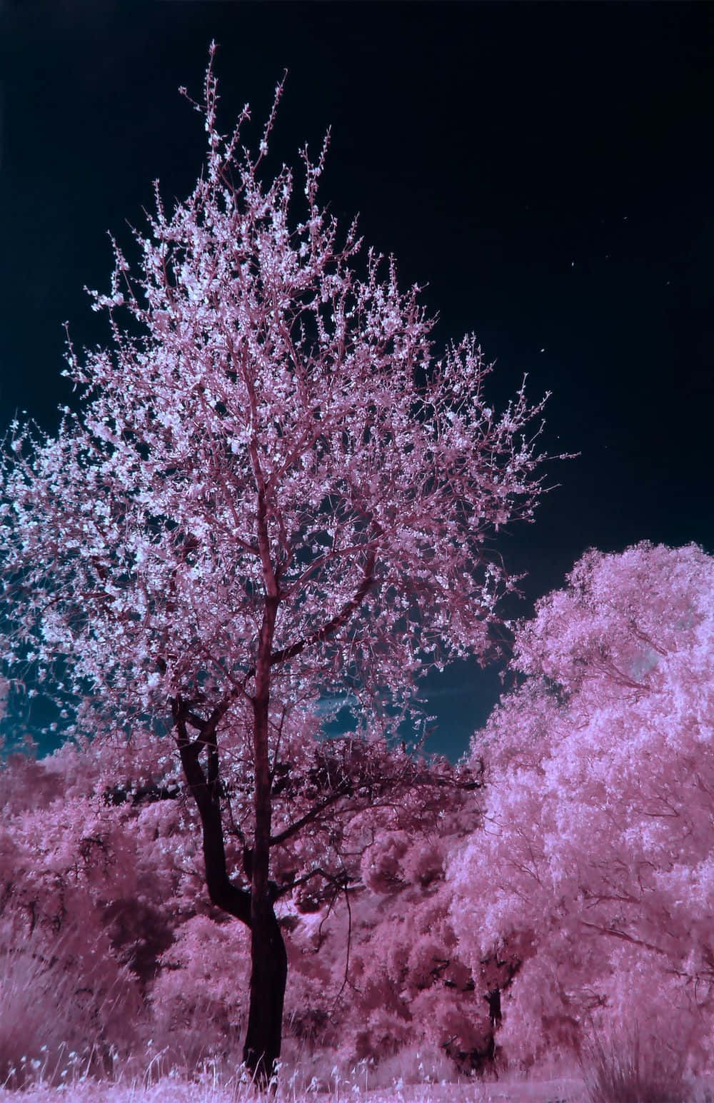 粉紅色櫻花樹在星空下閃耀，背景為深藍綠色夜空。
