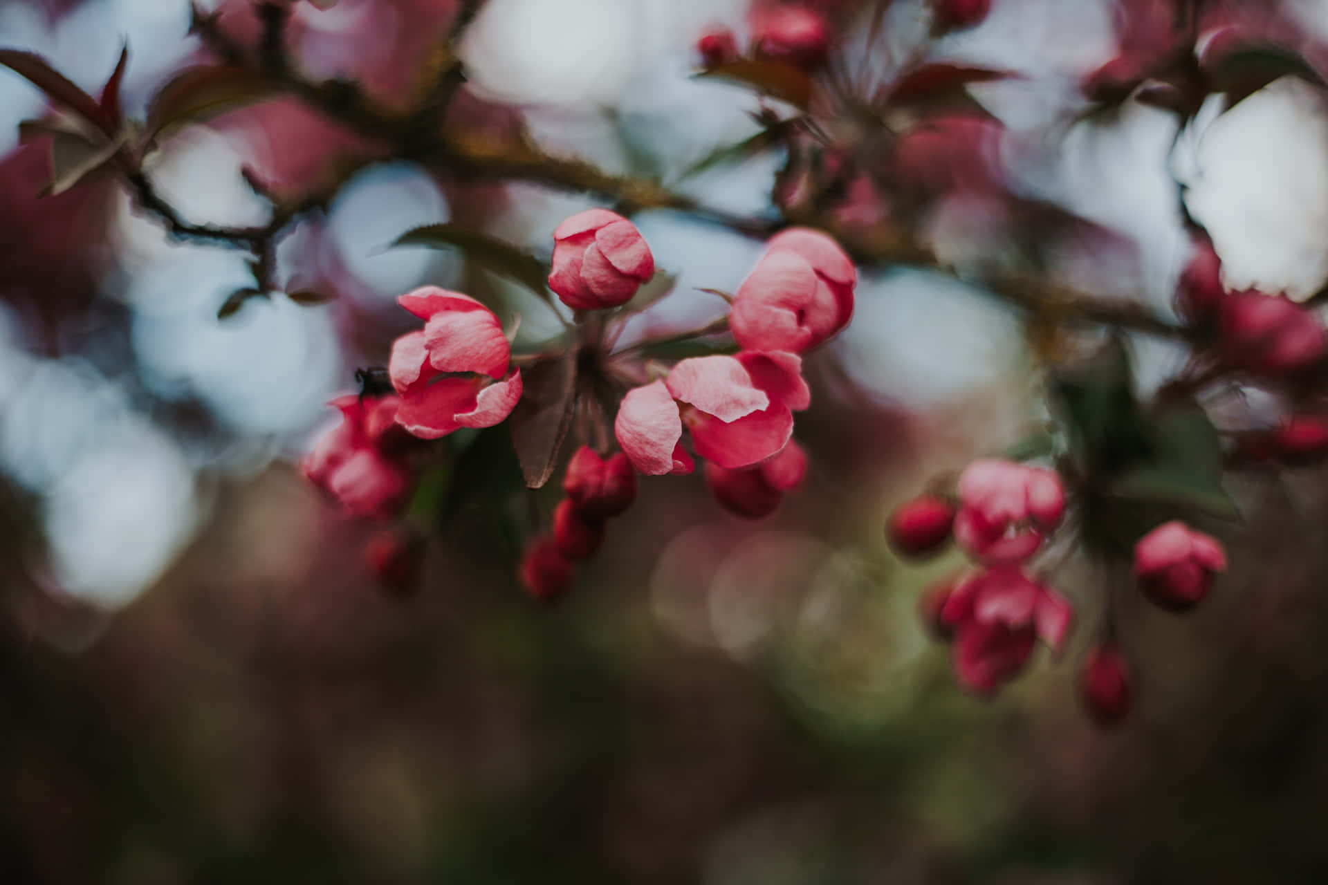 樹枝上的粉紅櫻花，背景柔和模糊。