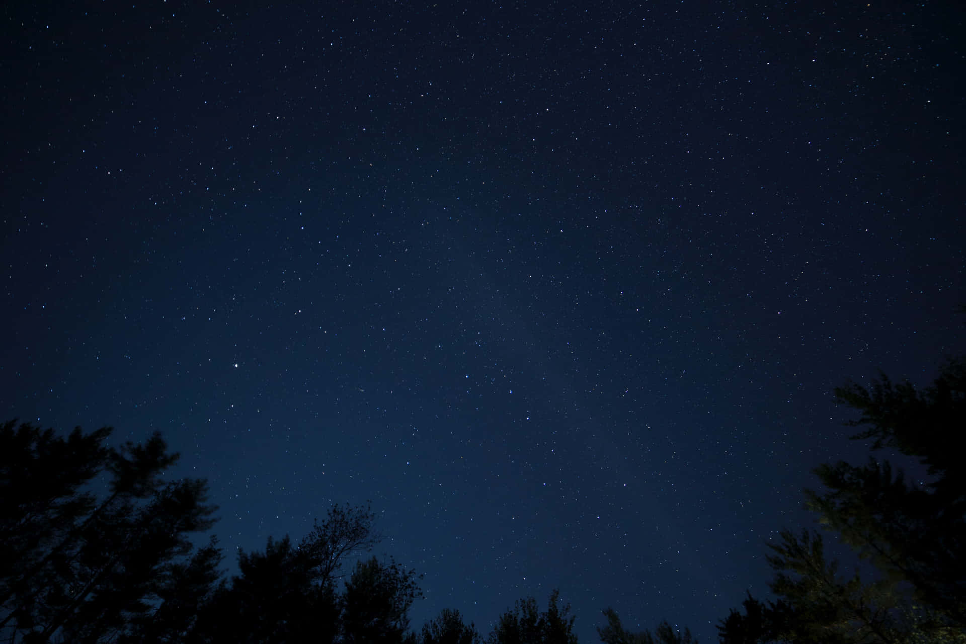 樹梢剪影框住廣闊的繁星夜空。