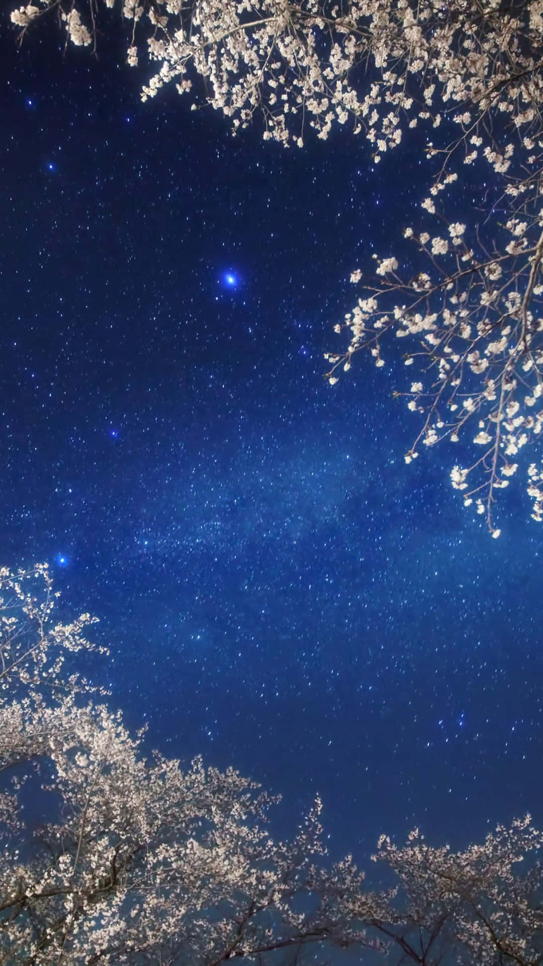 櫻花枝條框住一個帶有明亮藍色星星的星空。
