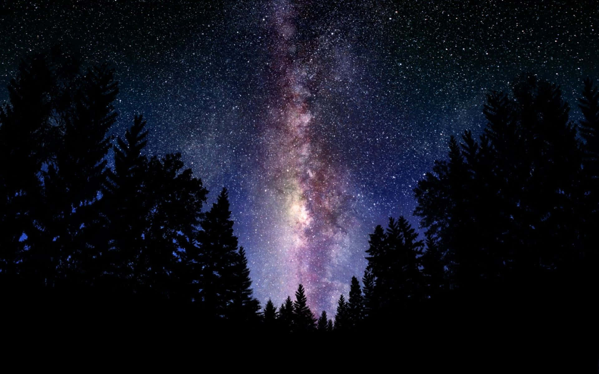 銀河系在星空下彎曲在黑暗的松樹剪影上方。