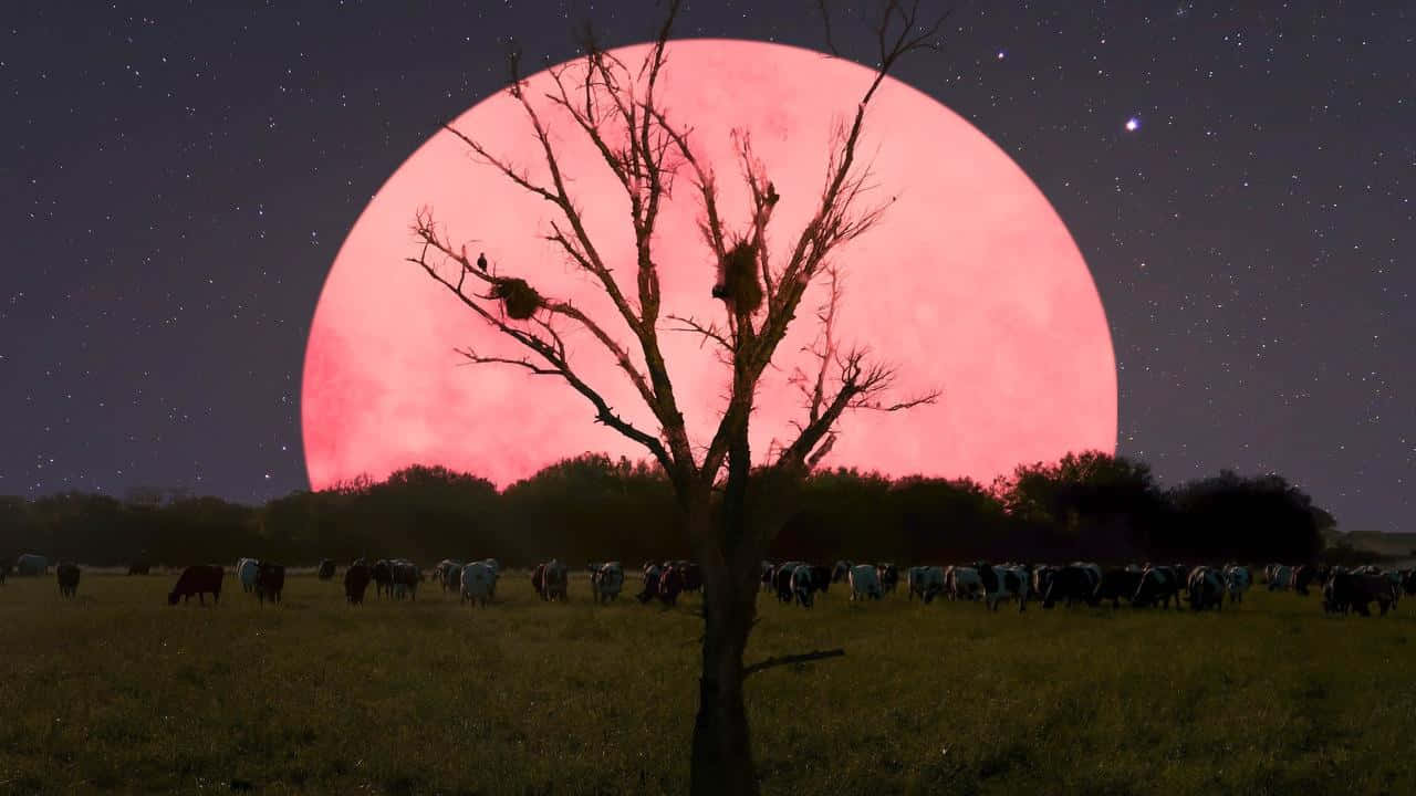 夜空中閃耀的美麗粉紅月 壁紙 — 一棵孤獨的禿樹在巨大的粉紅色月亮映襯下形成剪影，月亮照耀著繁星夜空下的一片牧場，牛群正在吃草。
